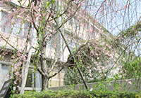 洛和ヴィラアエル 桜