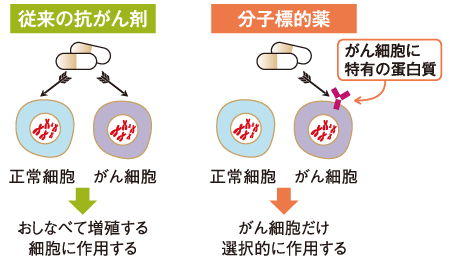 従来の抗がん剤と分子標的治療薬の違い