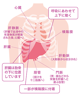 肝臓の図
