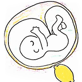 12～15週の胎児の大きさ：レモン