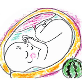 36～41週の胎児の大きさ：スイカ