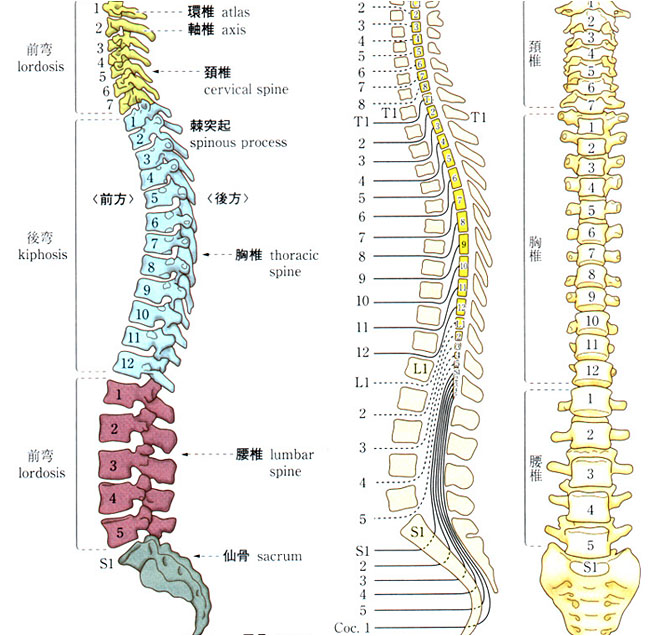 脊椎・脊髄の仕組み｜整形外科／脊椎センター／関節外科・人工関節センター／骨軟部腫瘍センター・リウマチ部門