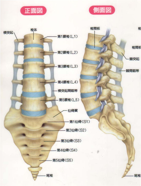 脊椎・脊髄疾患の外科 第2版 - 健康