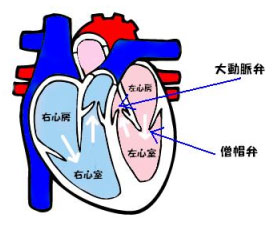 大動脈弁と僧帽弁