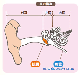 耳の構造