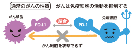 通常のがんの性質 がんは免疫細胞の活動を抑制する