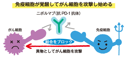 免疫細胞が覚醒してがん細胞を攻撃し始める