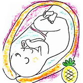 32～35週の胎児の大きさ：パインアップル