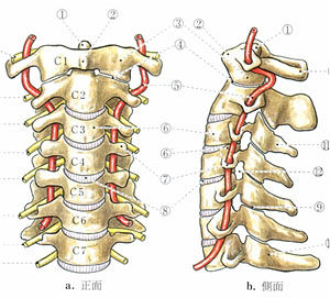 頸椎のしくみ