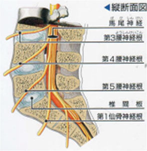 腰椎の仕組み